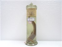 藏品(七星鱧)的圖片